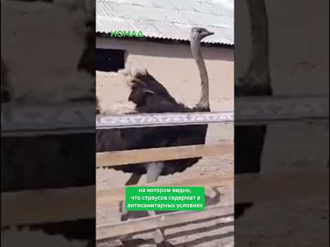 Кыргызстанда жаныбарлар жашоо шарттары тууралуу видеоролик