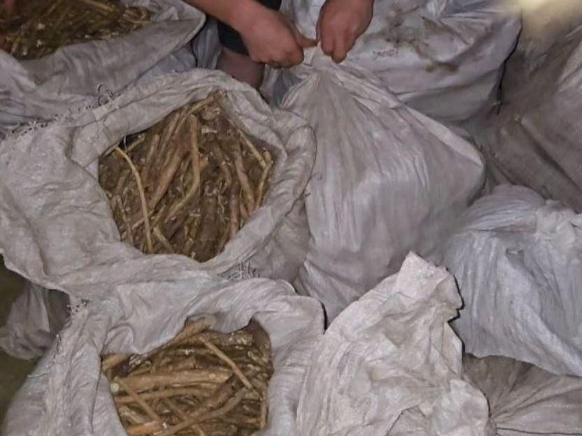 Кыргызстанда сейрек кездешүүчү өсүмдүктөр жана жаныбарлар үчүн жаза киргизилет