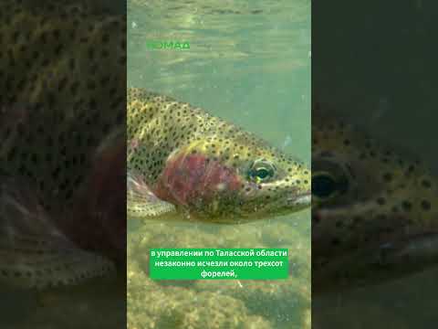 Фото: Номад ТВ (YouTube)