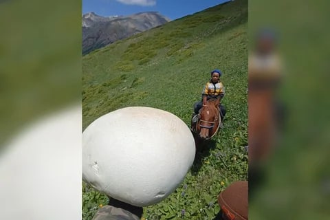 Фото: Кабар (рус.)