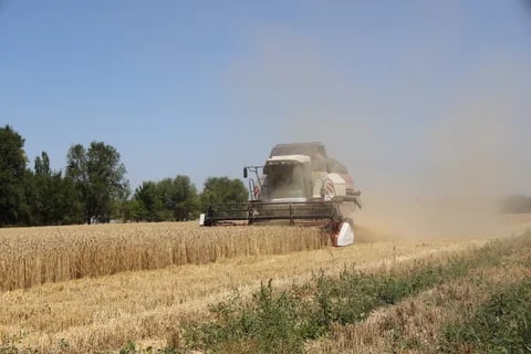 К сбору урожая в Кыргызстане задействовали 1459 зерноуборочных комбайнов