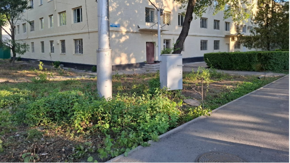 Бишкекте жүрөк аянттарында кустарник көлөйү: Кызматтан маалымат күтүүдө