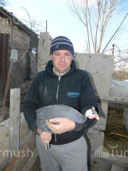 Максим Гуревич
