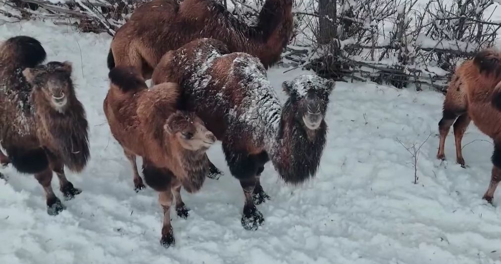 Возрождение верблюдов в горах: фермер из Нарына восстанавливает забытую традицию