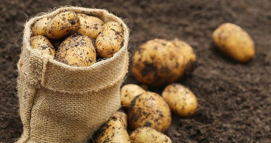 В Ат-Баши начали выращивать элитные сорта картофеля для развития отечественного семеноводства
